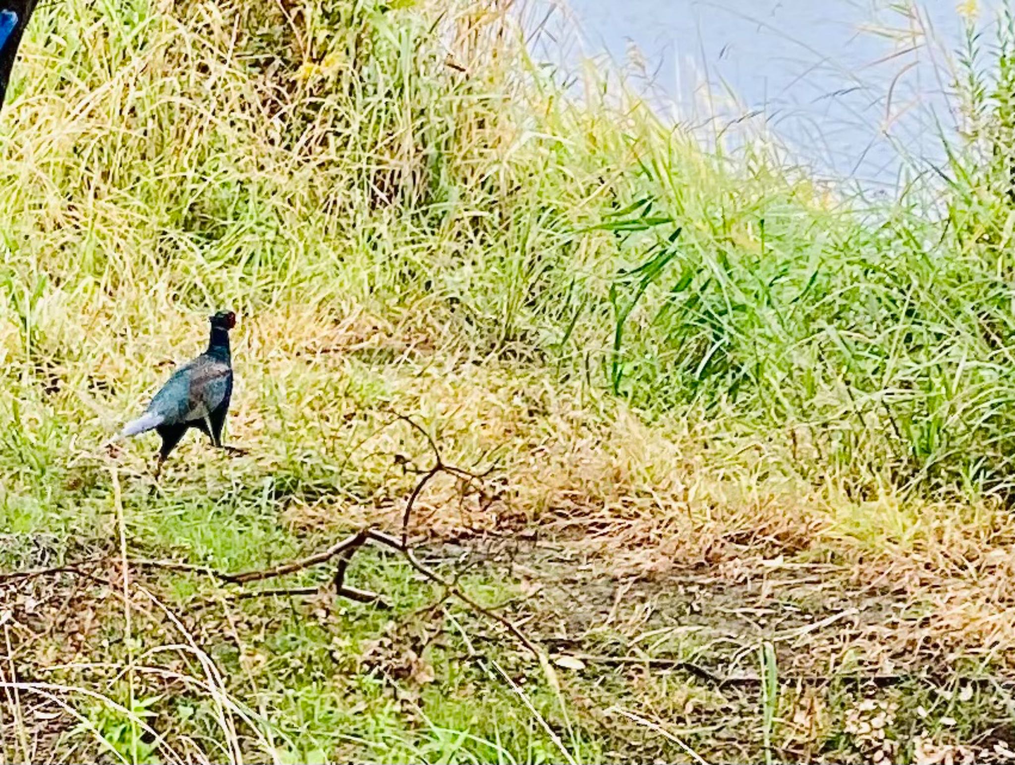 Photo of Green Pheasant at 淀川河川公園 by アルキュオン