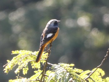 2022年10月29日(土) 早戸川林道の野鳥観察記録