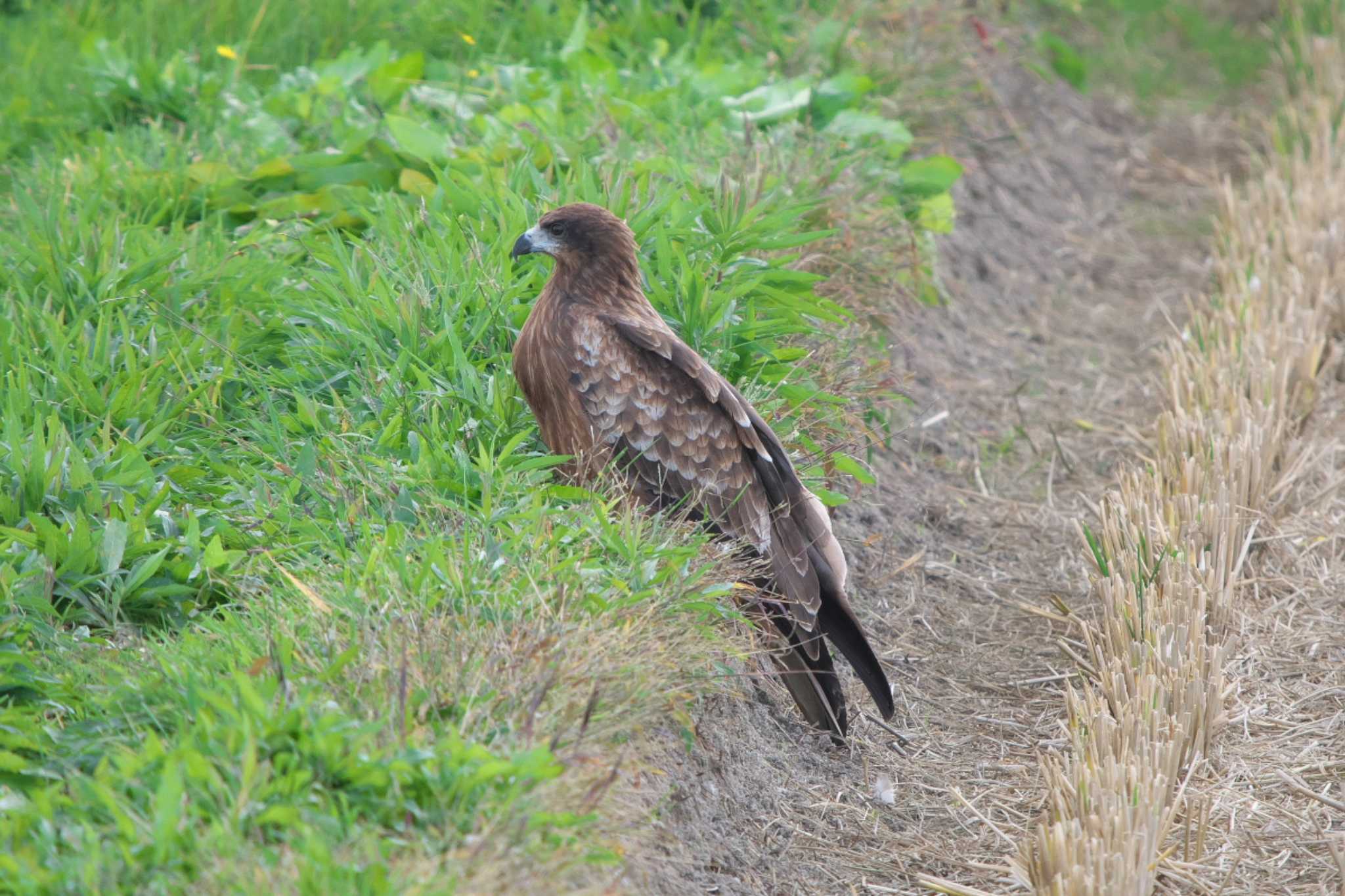 Black Kite