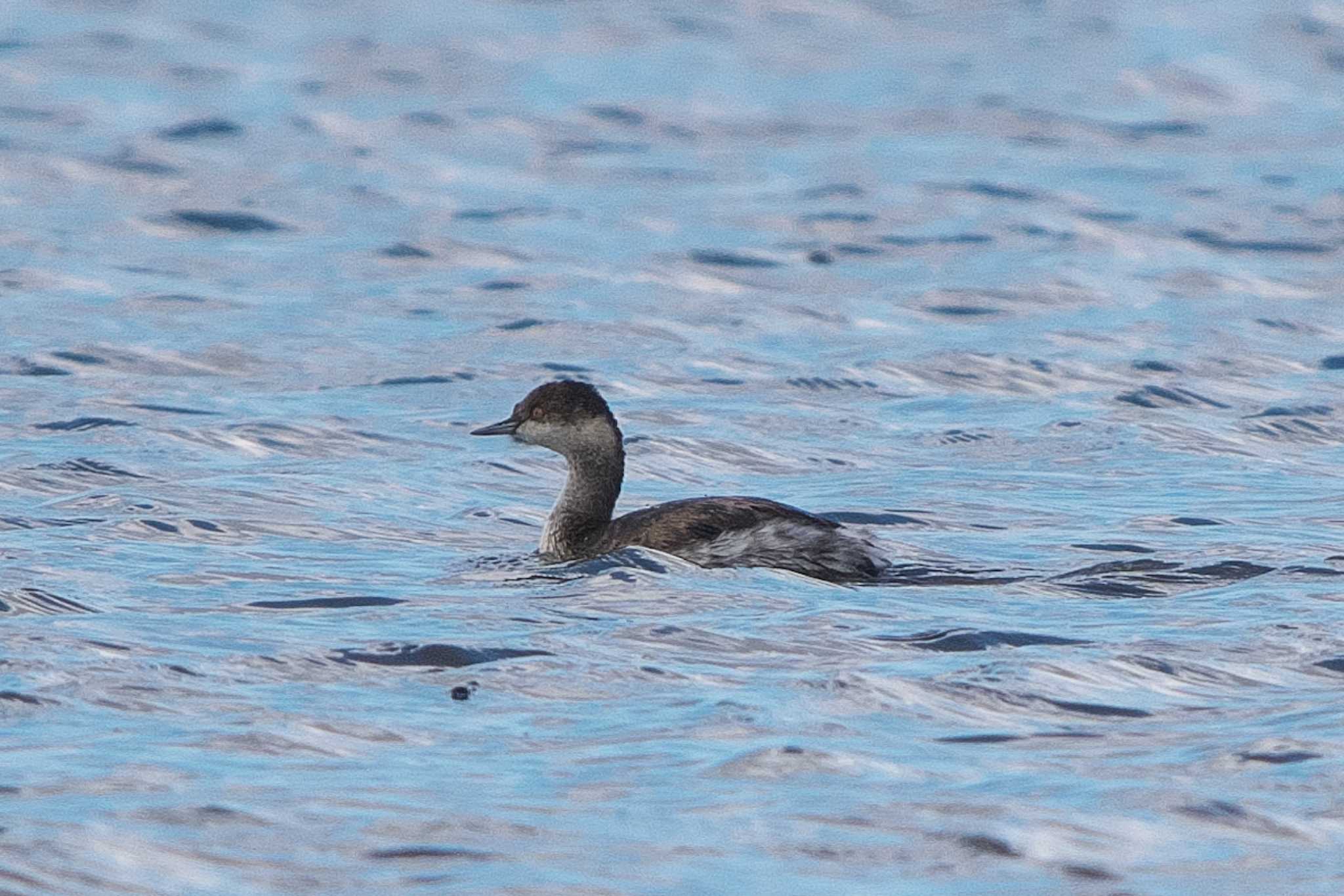 Black-necked Grebe