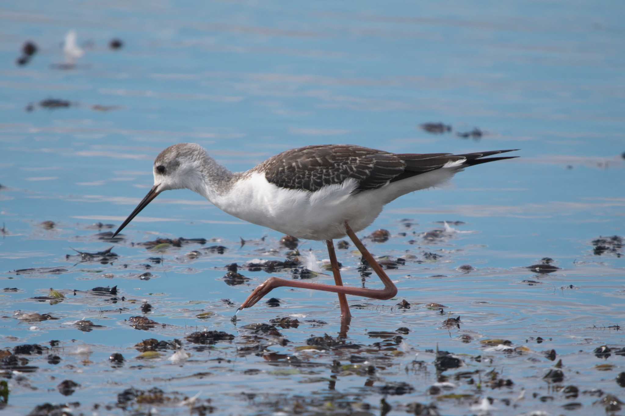 Black-winged Stilt