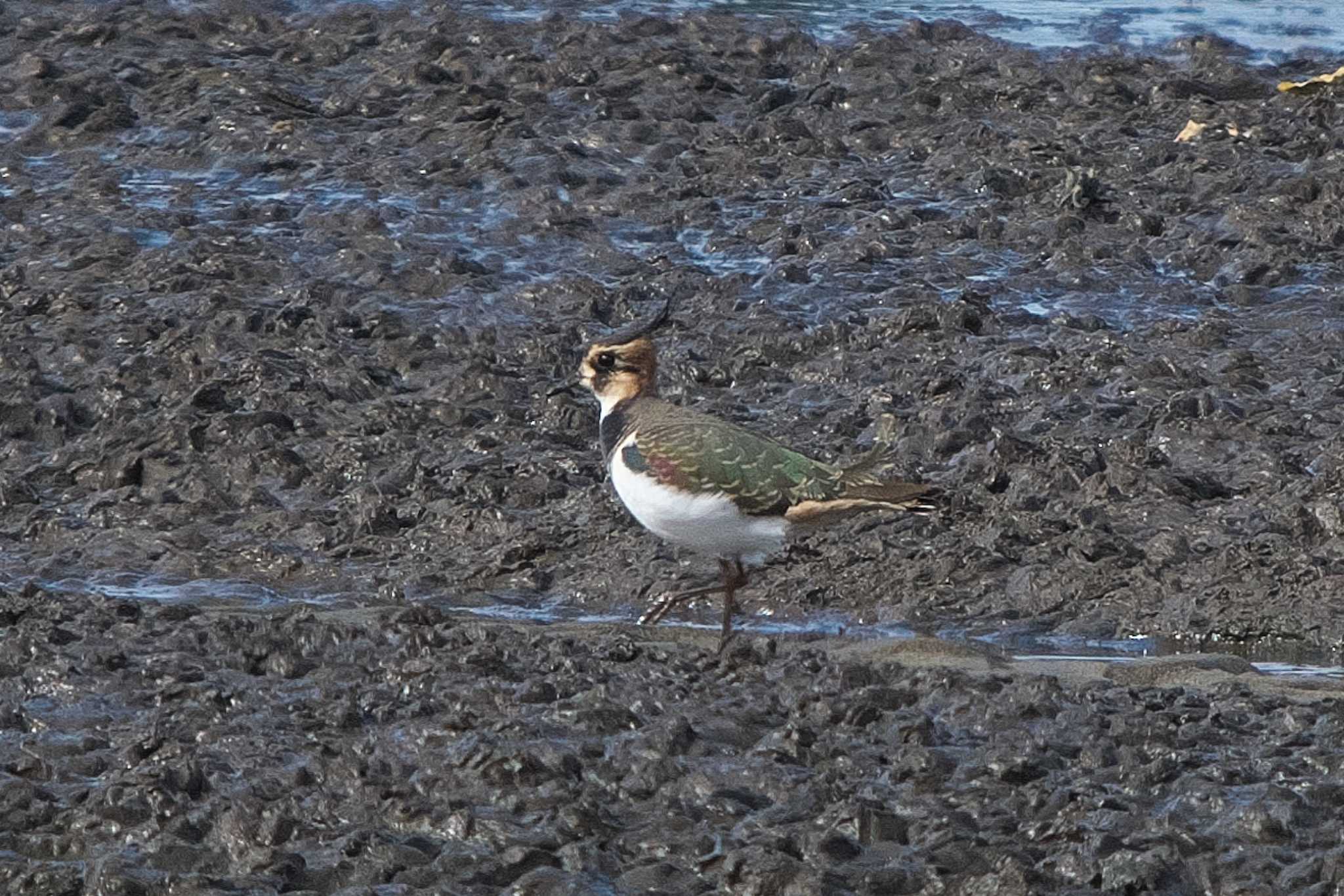 Northern Lapwing