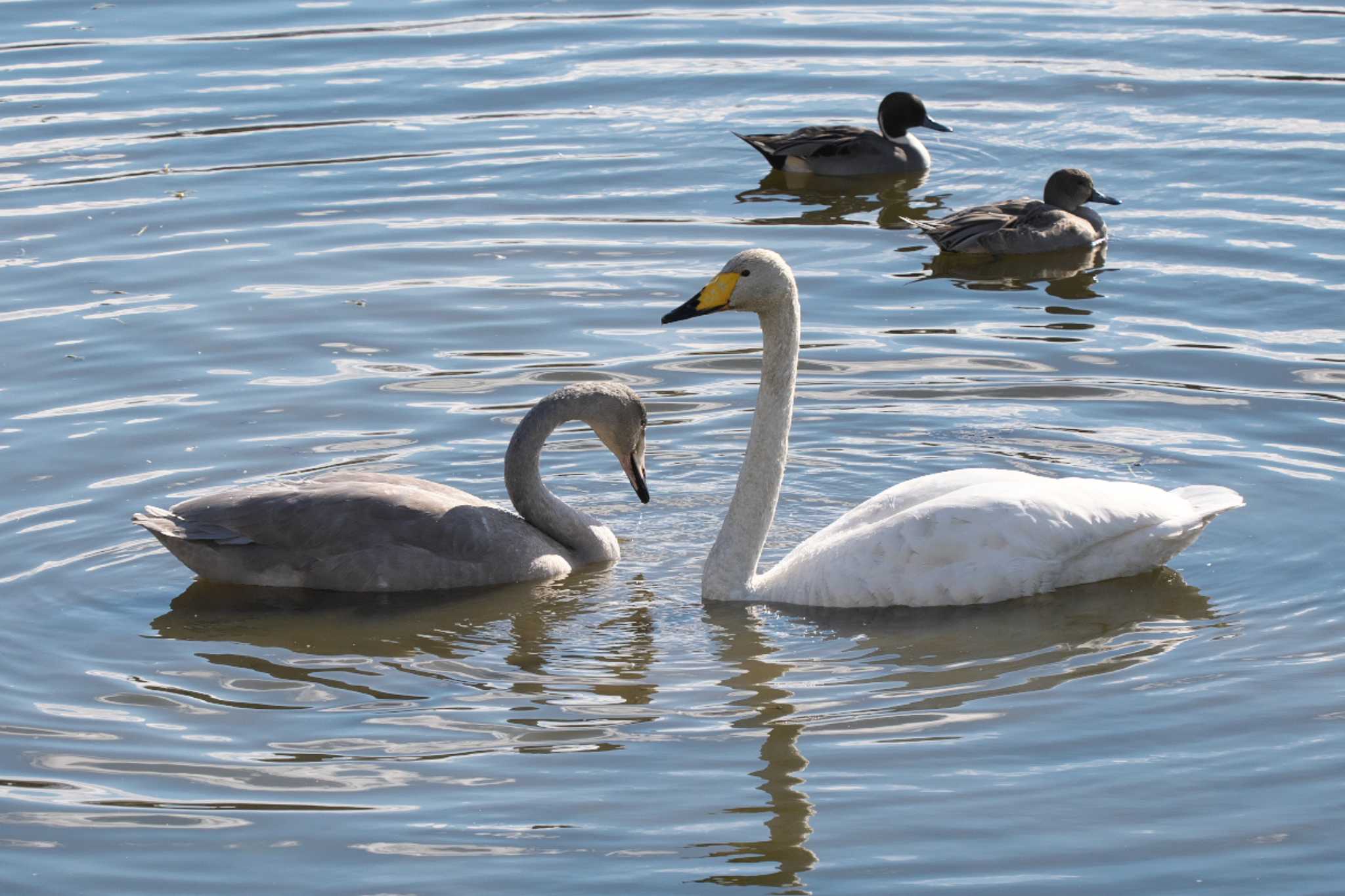 Whooper Swan