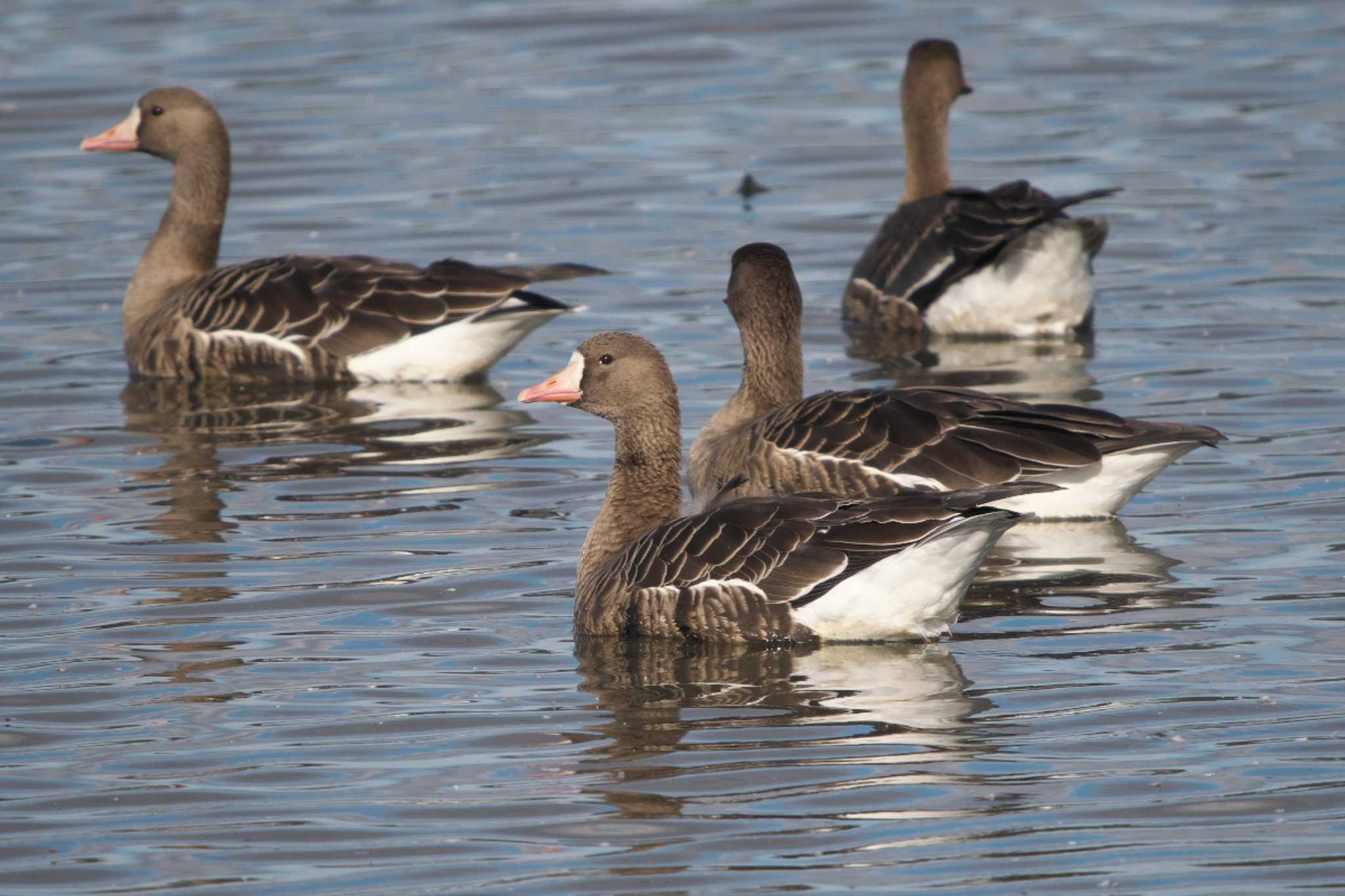 Greater White-fronted Goose