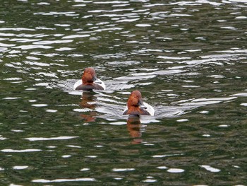 Common Pochard Nagahama Park Tue, 11/1/2022