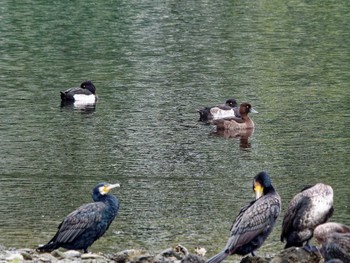 Tufted Duck Nagahama Park Tue, 11/1/2022