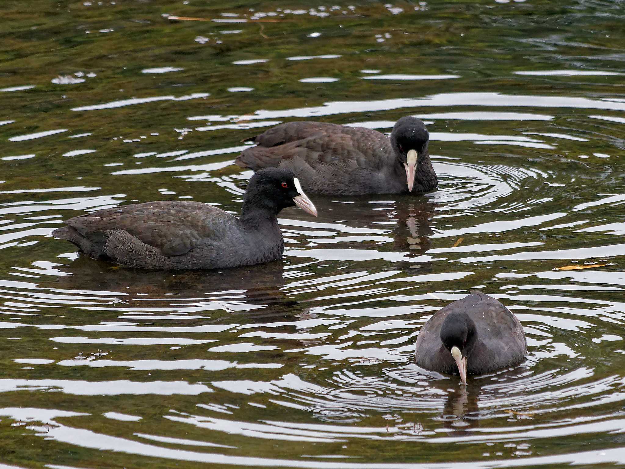 Photo of Eurasian Coot at Nagahama Park by しおまつ