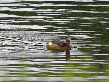 Little Grebe Nagahama Park Tue, 11/1/2022