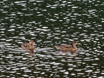 マガモ 長浜公園 2022年11月1日(火)