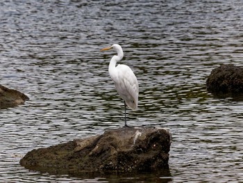 ダイサギ 長浜公園 2022年11月1日(火)