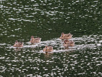 コガモ 長浜公園 2022年11月1日(火)