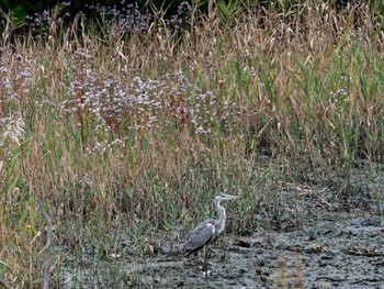 Grey Heron Nagahama Park Tue, 11/1/2022