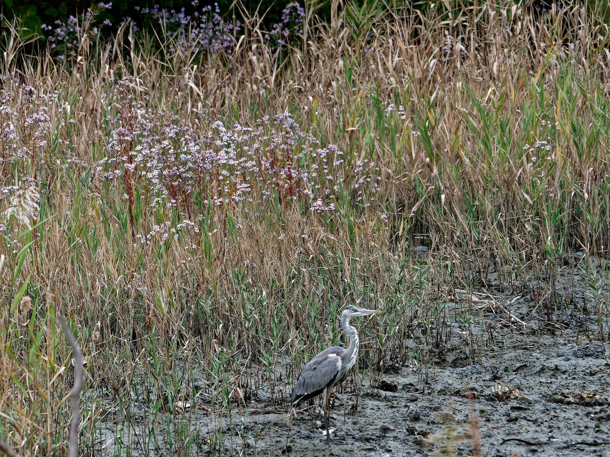 Photo of Grey Heron at Nagahama Park by しおまつ