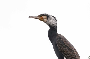 カワウ 東京港野鳥公園 2022年11月1日(火)