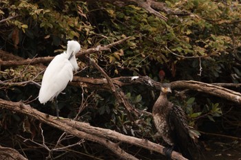 カワウ 東京港野鳥公園 2022年11月1日(火)