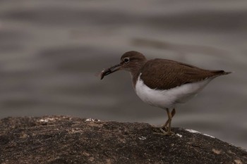 Tue, 11/1/2022 Birding report at Tokyo Port Wild Bird Park