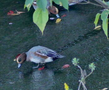 Eurasian Wigeon 小畔水鳥の郷公園 Fri, 10/28/2022