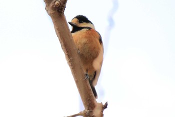 Varied Tit 佐賀県唐津市 Thu, 1/8/2015