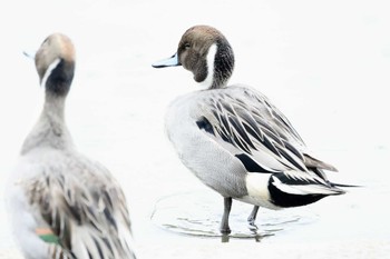 オナガガモ 三島池(滋賀県米原市) 2022年11月1日(火)