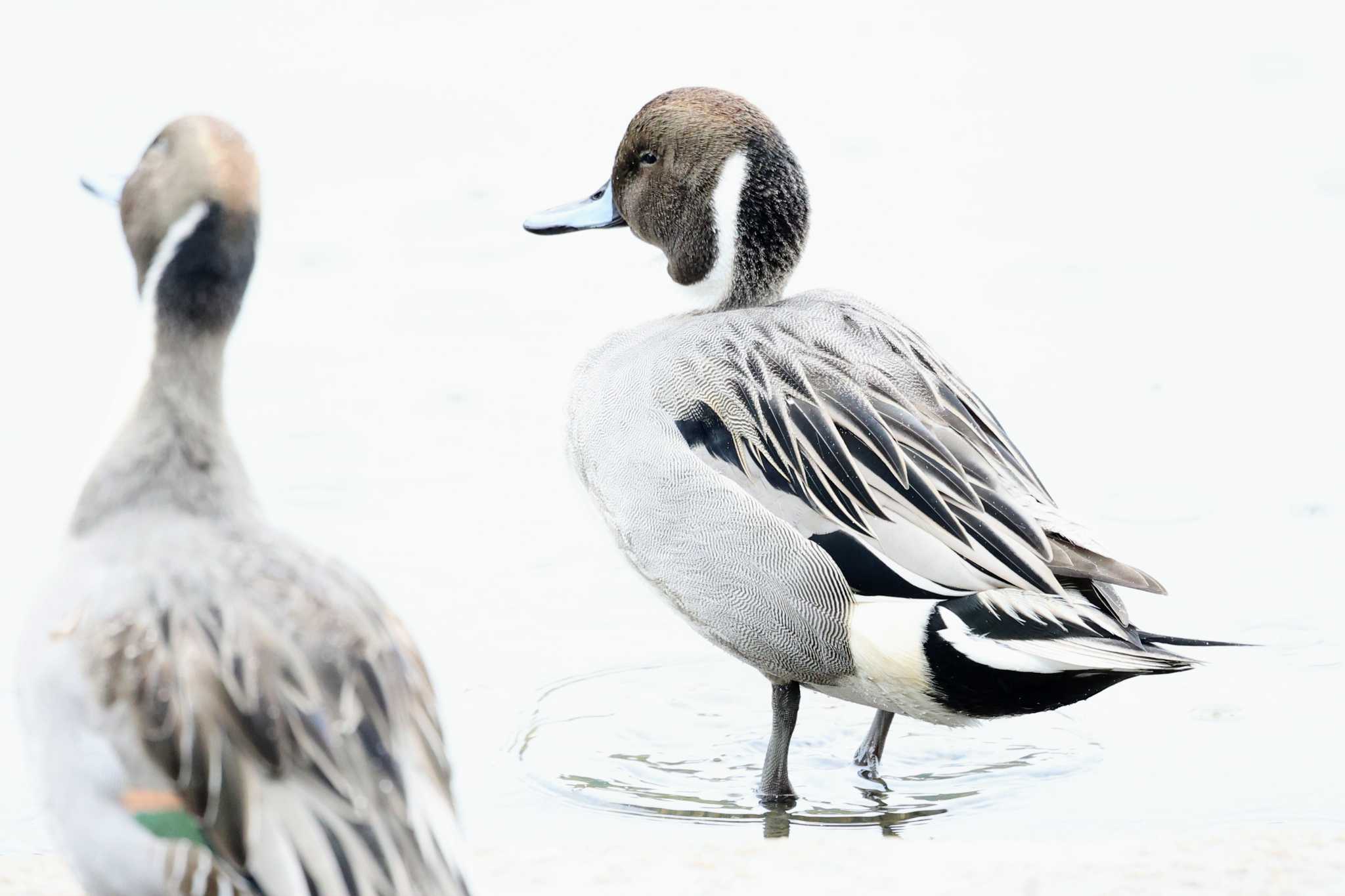 Photo of Northern Pintail at 三島池(滋賀県米原市) by トビトチヌ
