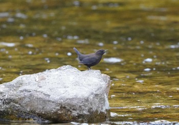 Brown Dipper 宇連川 Sun, 10/30/2022