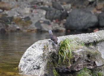 Brown Dipper 宇連川 Sun, 10/30/2022