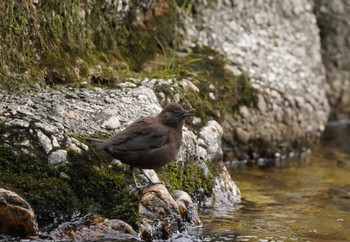 Brown Dipper 宇連川 Sun, 10/30/2022