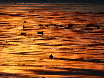 2022年10月21日(金) 琵琶湖の野鳥観察記録