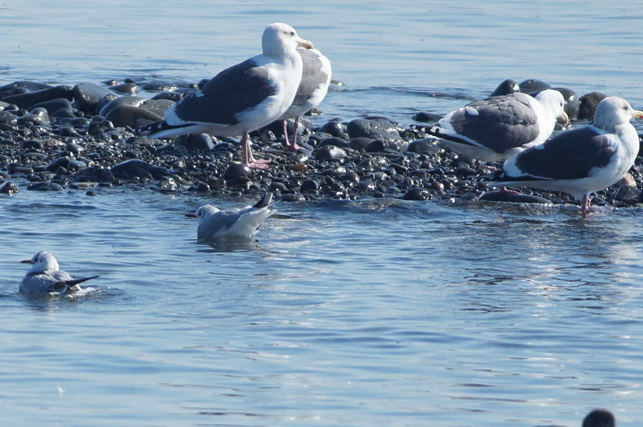 Photo of Slaty-backed Gull at 富士川 by bea