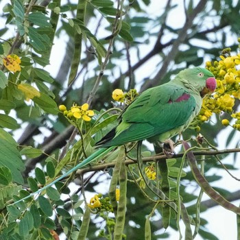 オオホンセイインコ 九龍公園 2022年10月26日(水)