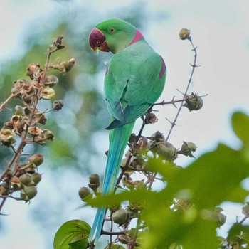 Alexandrine Parakeet 九龍公園 Wed, 10/26/2022