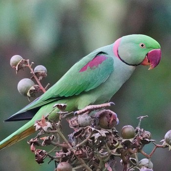 Alexandrine Parakeet 九龍公園 Wed, 10/26/2022