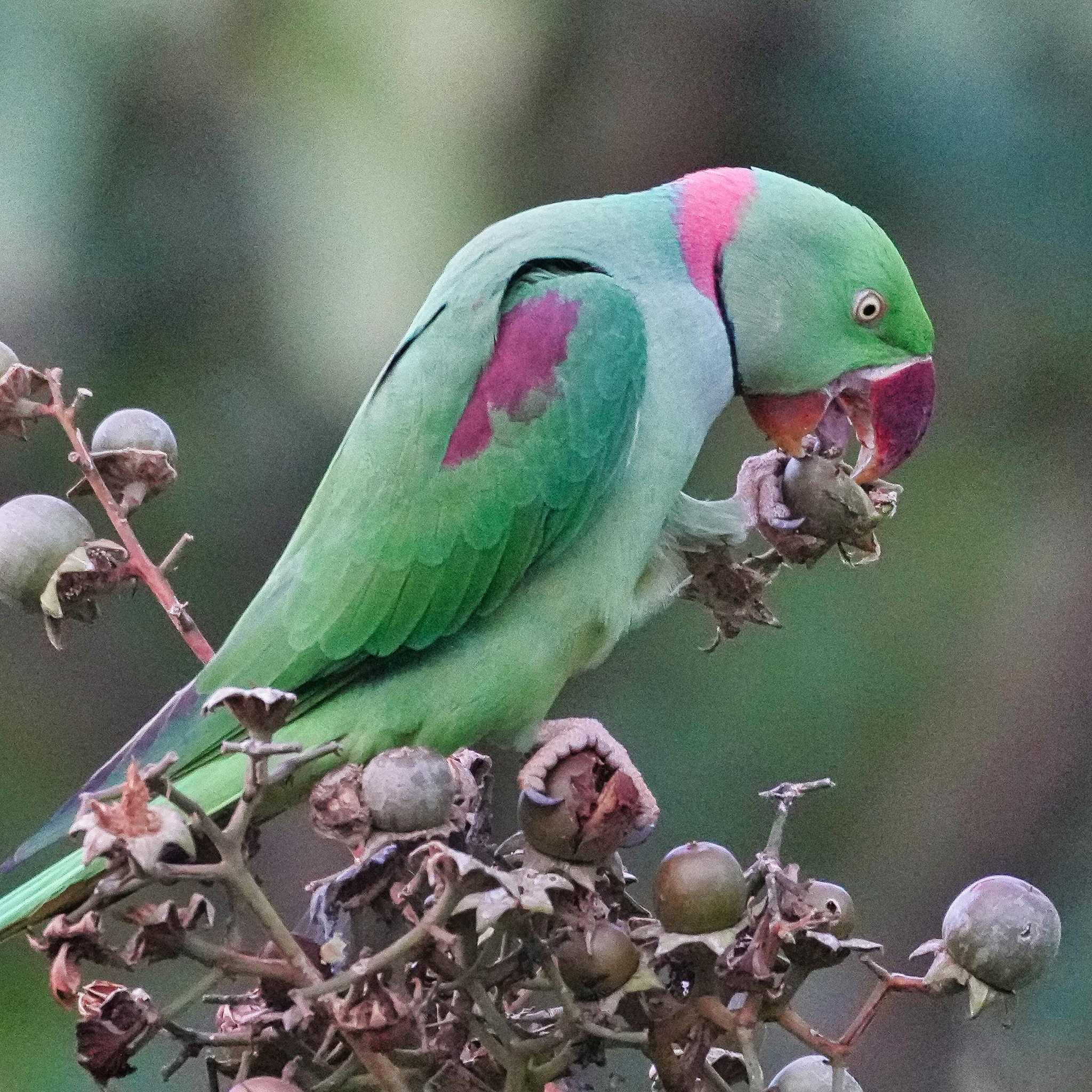 Photo of Alexandrine Parakeet at 九龍公園 by span265