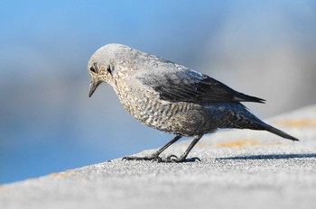 2018年2月17日(土) 富士川の野鳥観察記録