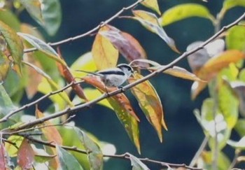 Long-tailed Tit 長野県河口湖 Fri, 10/28/2022