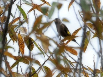 Grey-capped Greenfinch 長野県河口湖 Fri, 10/28/2022