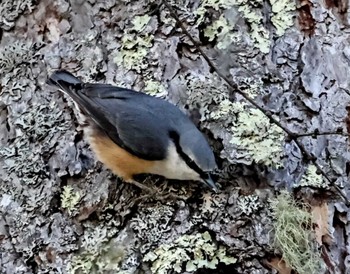 2022年10月31日(月) 長野市茅野市の野鳥観察記録