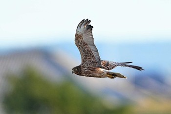 チュウヒ 妙岐ノ鼻 2022年10月29日(土)