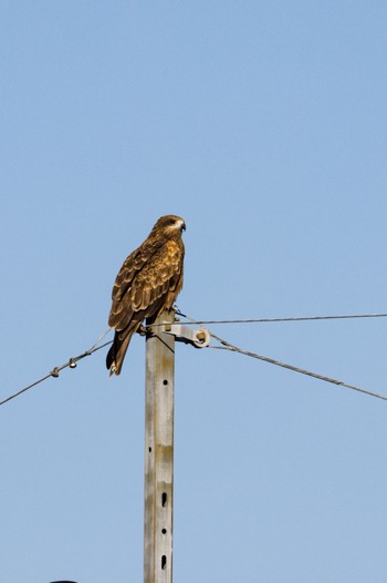 Black Kite 宮城県仙台市 Wed, 11/2/2022