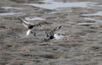 Grey Plover 福岡県深江 Sun, 11/13/2016