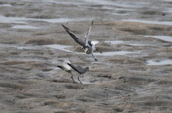 Grey Plover 福岡県深江 Sun, 11/13/2016