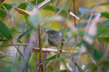 エゾムシクイ 月寒公園 2022年11月1日(火)