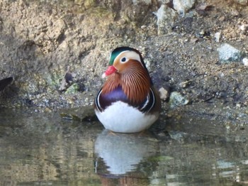 Mandarin Duck 布引貯水池 Wed, 11/2/2022