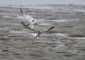 Grey Plover 福岡県深江 Sun, 11/13/2016