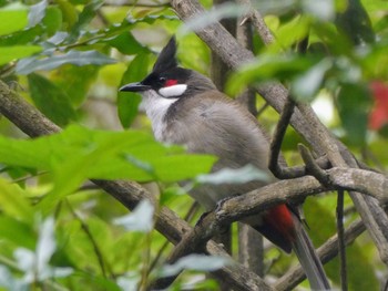 Red-whiskered Bulbul Flat Rock Gully, Northbridge, NSW, Ausralia Sun, 10/30/2022