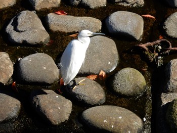 コサギ 平和の森公園、江古田公園、哲学堂公園、妙正寺川 2022年11月2日(水)