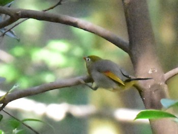 2022年11月2日(水) 立田山の野鳥観察記録