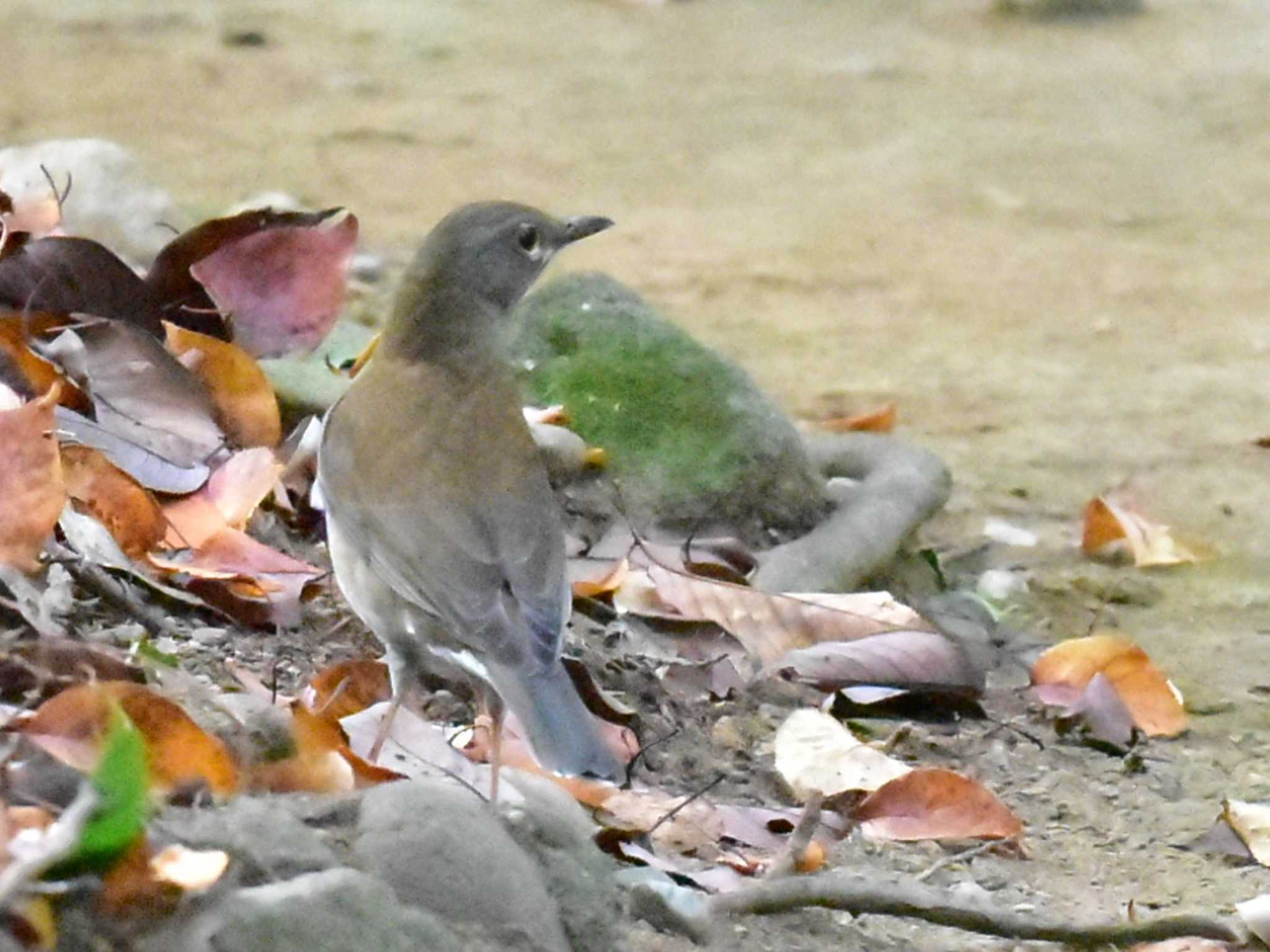 Photo of Pale Thrush at 立田山 by jo6ehm