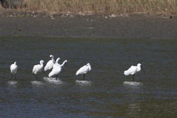 クロツラヘラサギ 福岡県 2022年11月2日(水)