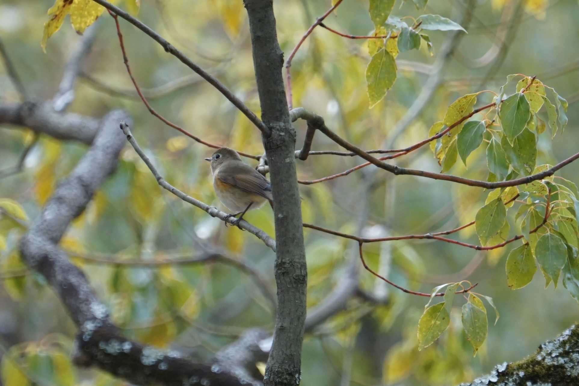 Photo of Red-flanked Bluetail at 兵庫県西宮市 甲山森林公園 by マル